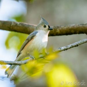 08  DQ594A-Tufted-Titmouse.jpg